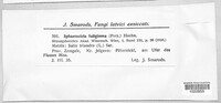 Godronia fuliginosa image